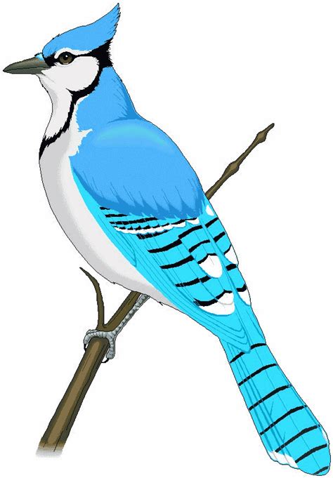 blue jay clipart|blue jay free clip art.